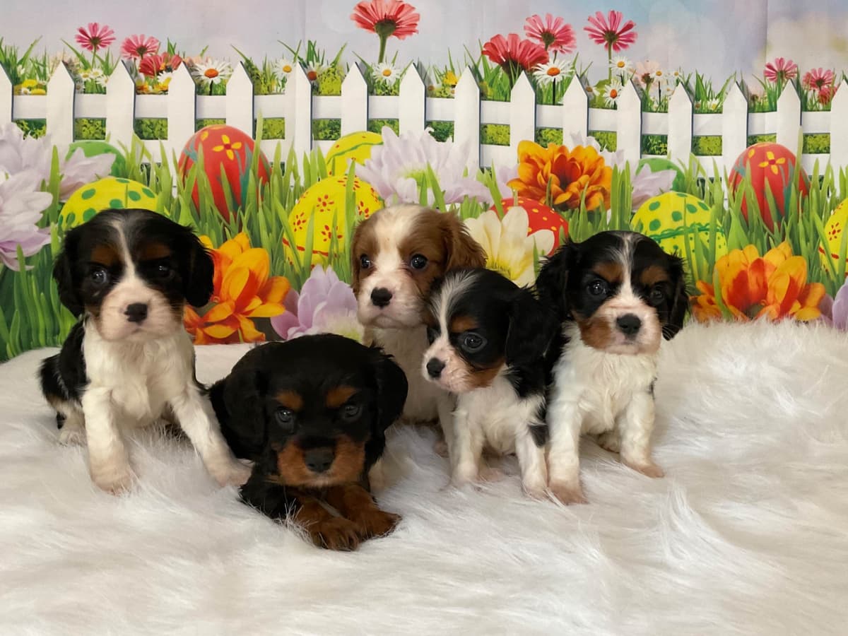 Cavalier King Charles Spaniel Puppies breeder image 4