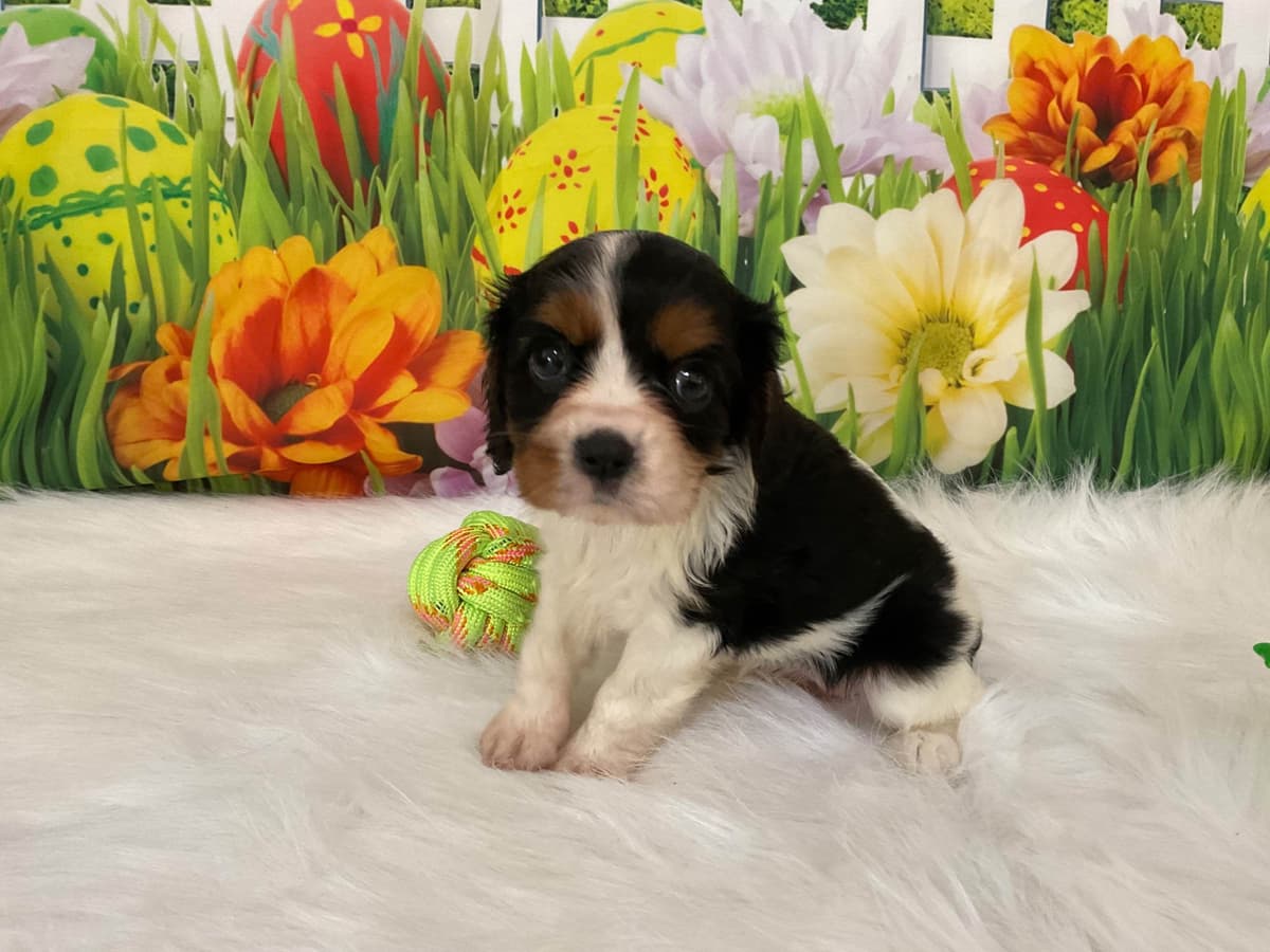Cavalier King Charles Spaniel Puppies breeder image 8