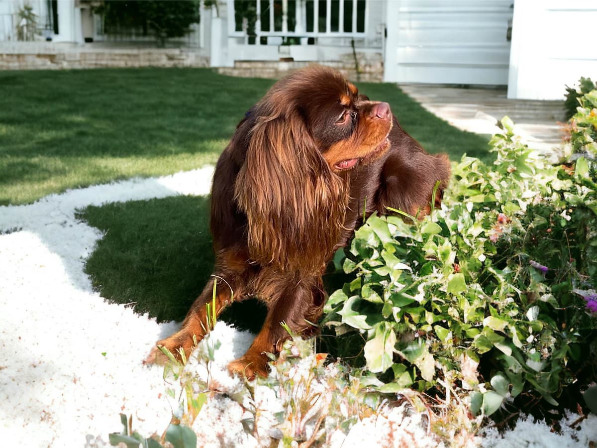 Cavalier King Charles Spaniel Puppies breeder image 3