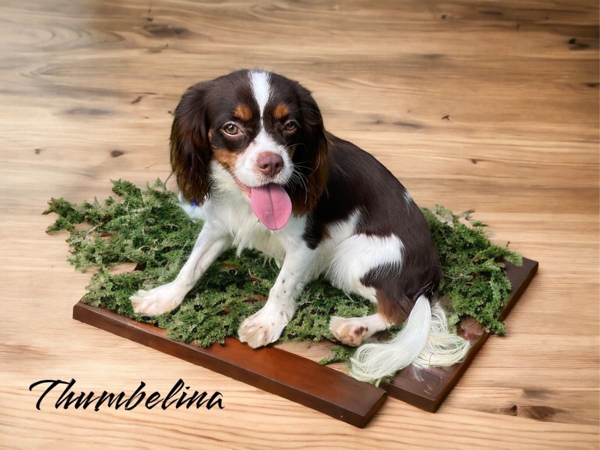 Cavalier King Charles Spaniel Puppies breeder image 1