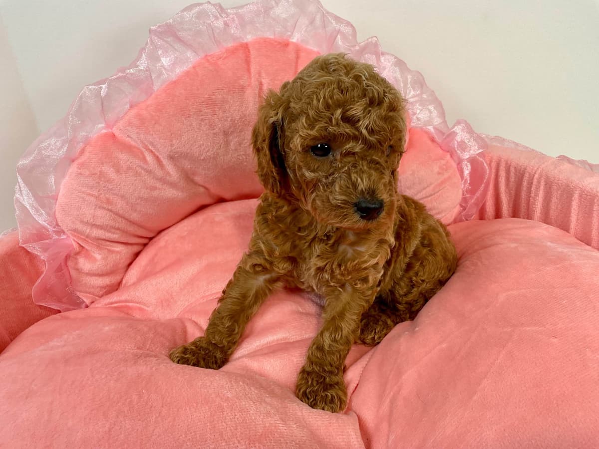 Cavalier King Charles Spaniel Puppies breeder image 9