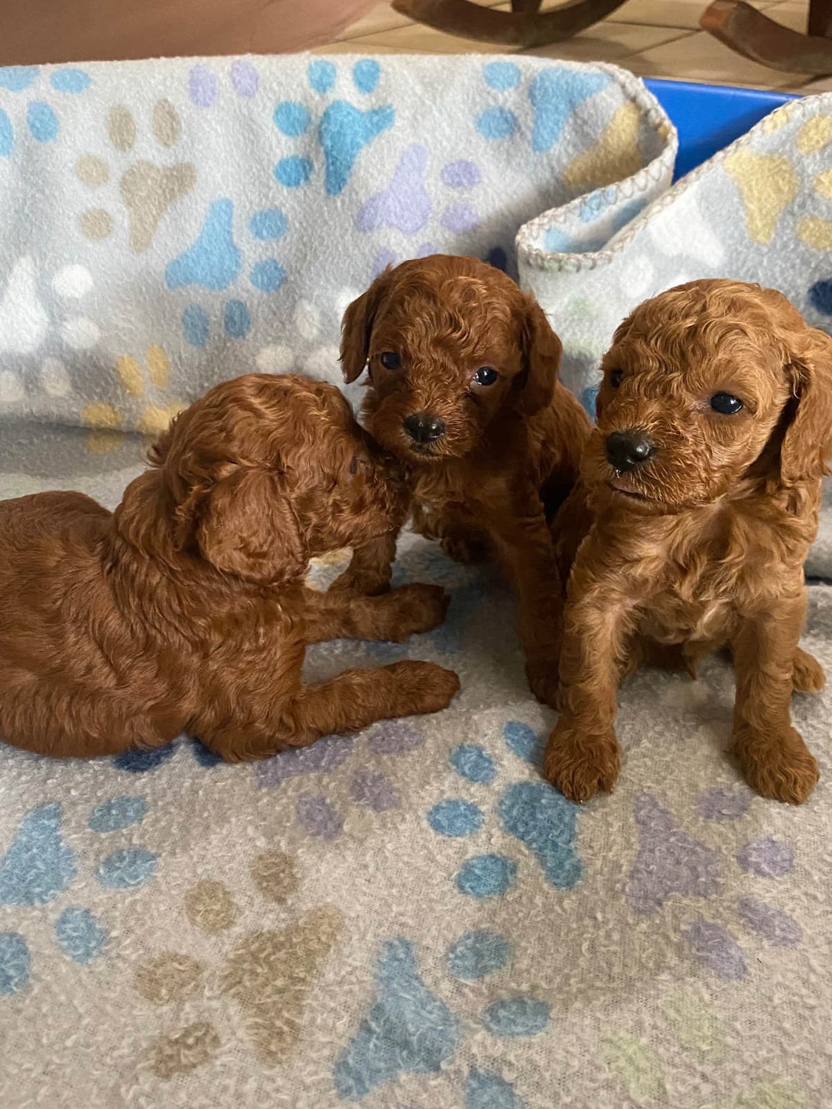 Cavalier King Charles Spaniel Puppies breeder image 13