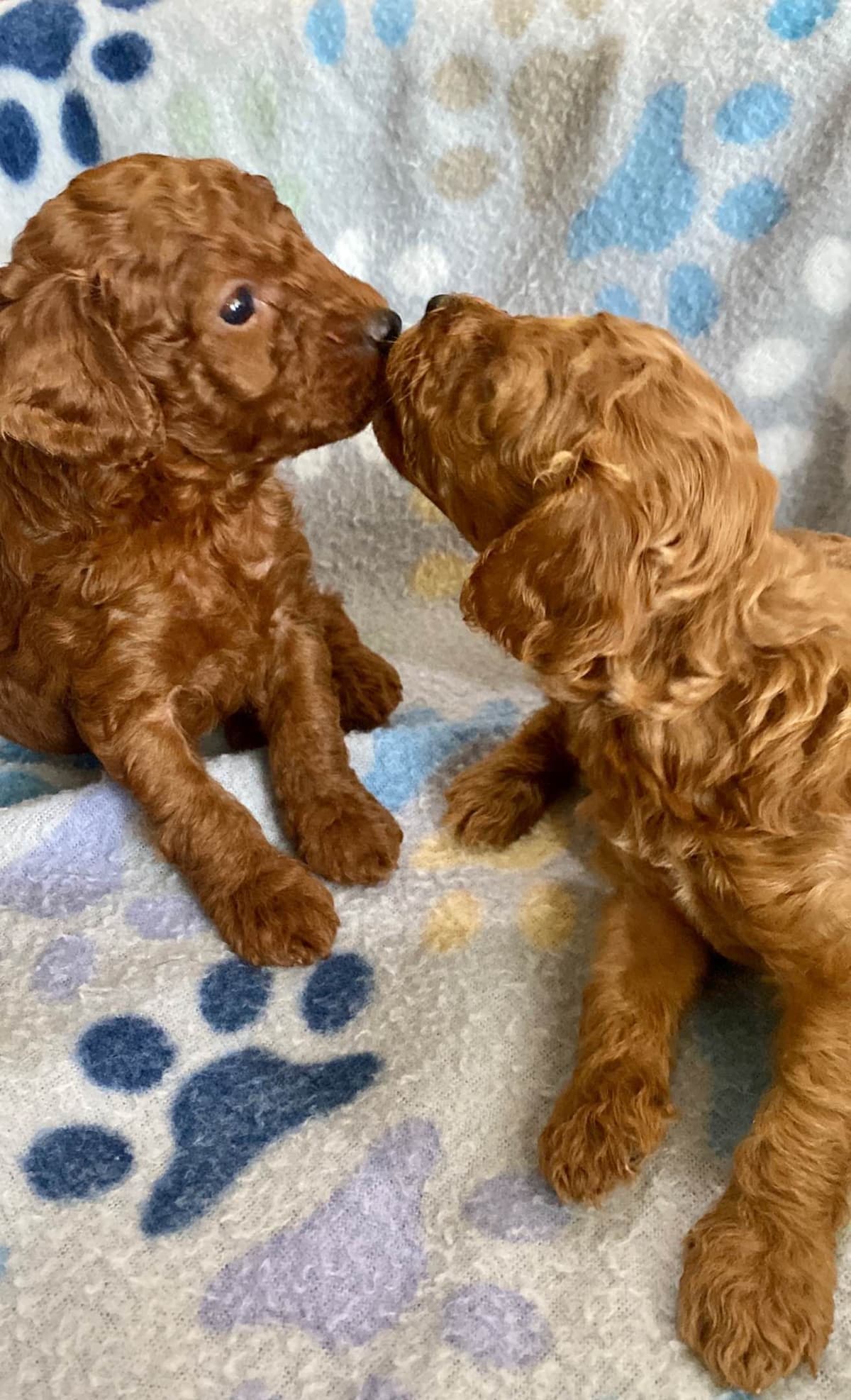 Cavalier King Charles Spaniel Puppies breeder image 14