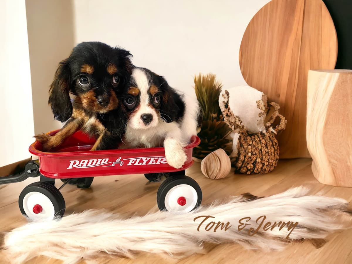 Cavalier King Charles Spaniel Puppies breeder image 16
