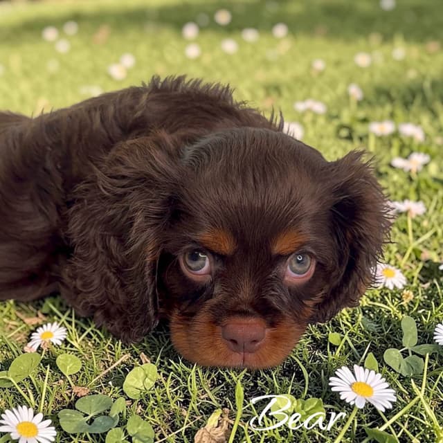 Cavalier King Charles Spaniel Puppies media 2