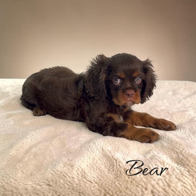 Cavalier King Charles Spaniel Puppies media 3