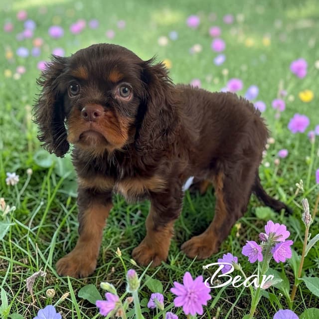 Cavalier King Charles Spaniel Puppies media 4