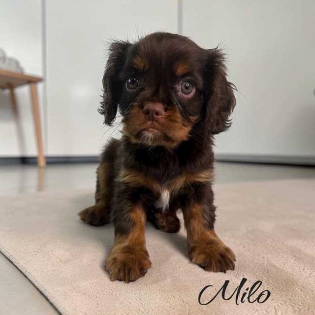 Cavalier King Charles Spaniel Puppies media 5