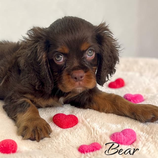 Cavalier King Charles Spaniel Puppies media 8