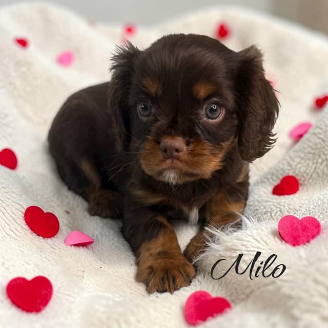 Cavalier King Charles Spaniel Puppies media 7