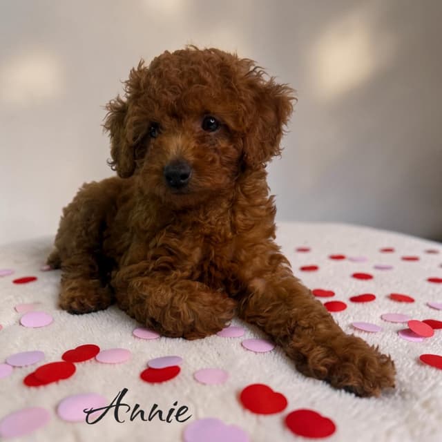 Poodle Puppies media 3
