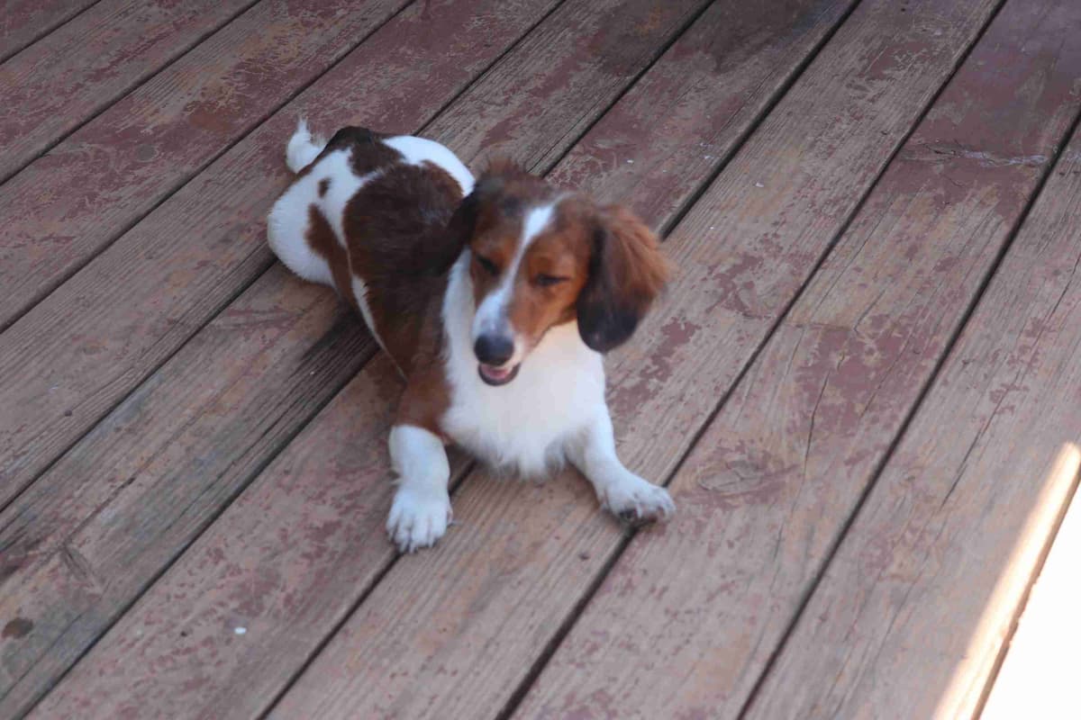 Dachshund Puppies breeder image 2