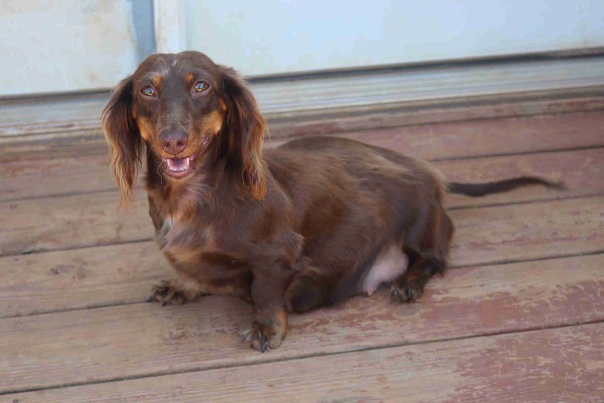 Dachshund Puppies breeder image 3