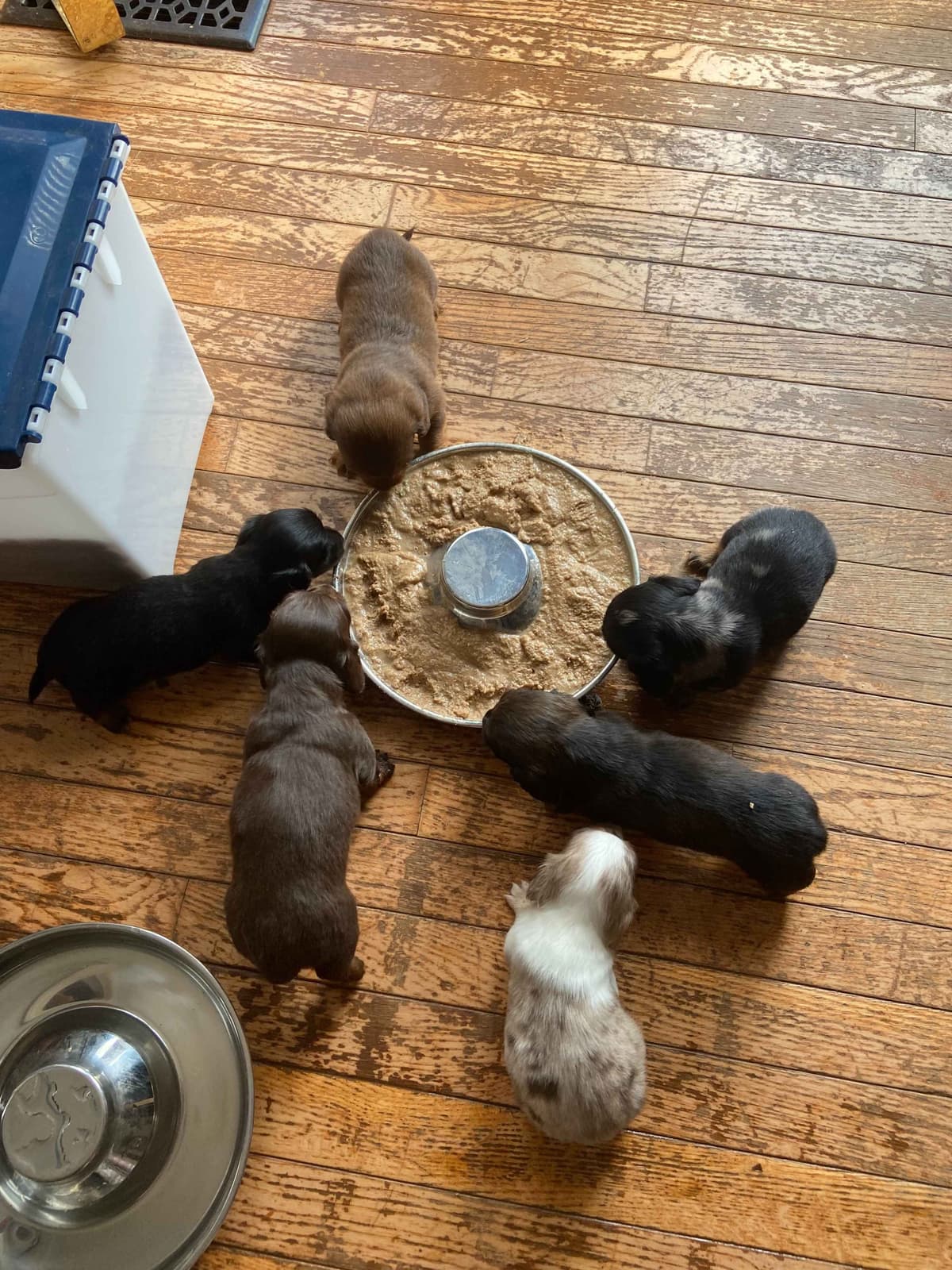 Dachshund Puppies breeder image 5