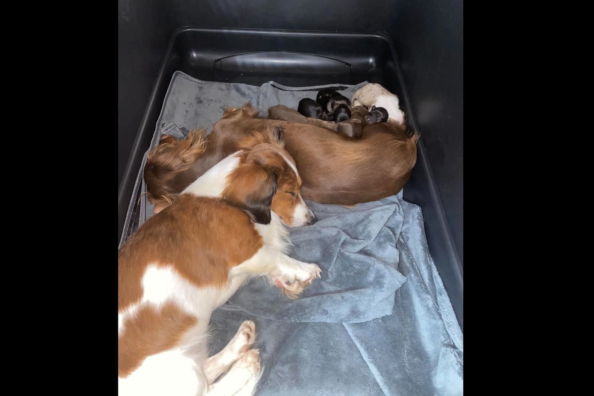 Dachshund Puppies breeder image 1