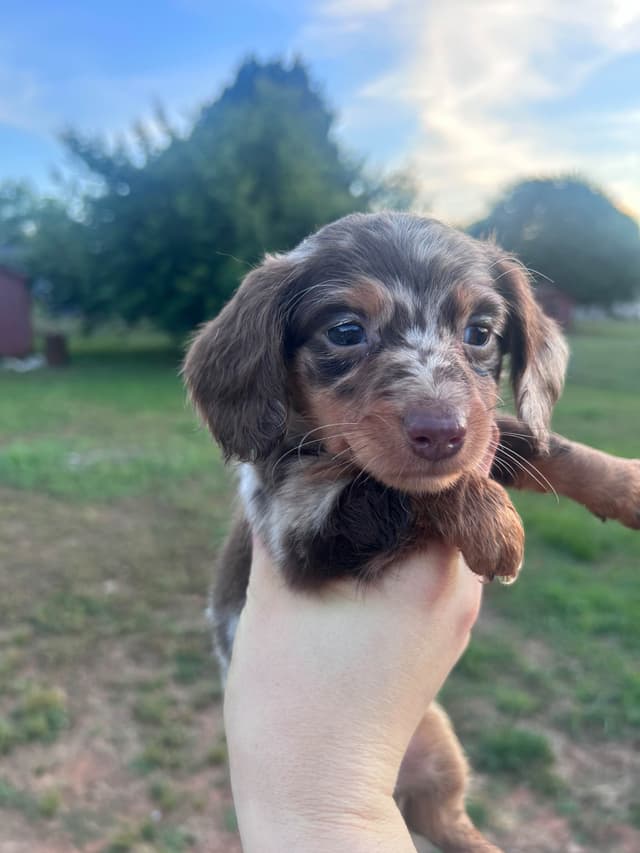 Dachshund Puppies media 3