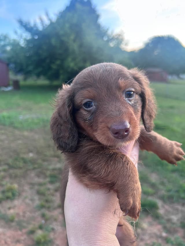 Dachshund Puppies media 5