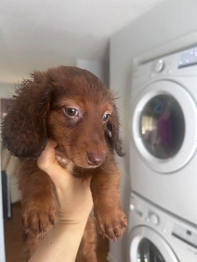 Dachshund Puppies media 7