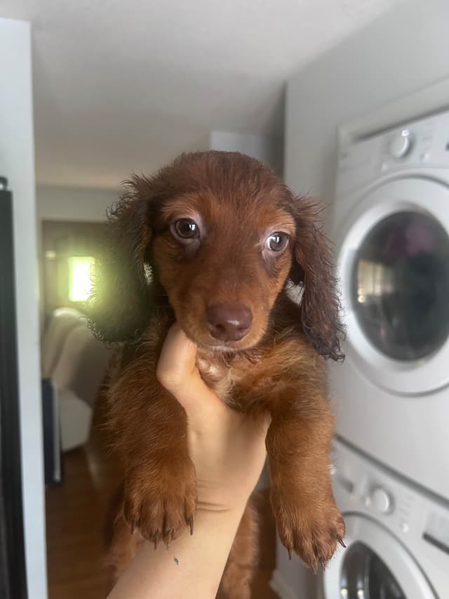 Dachshund Puppies media 6