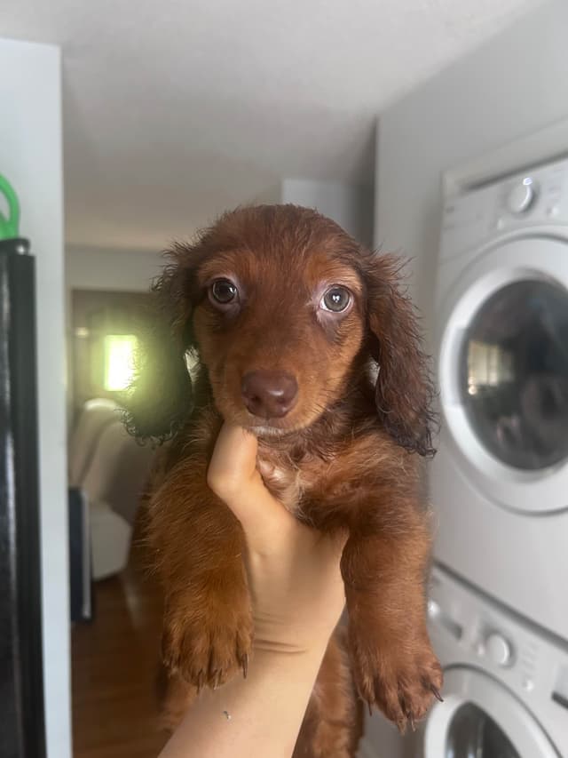 Dachshund Puppies media 2