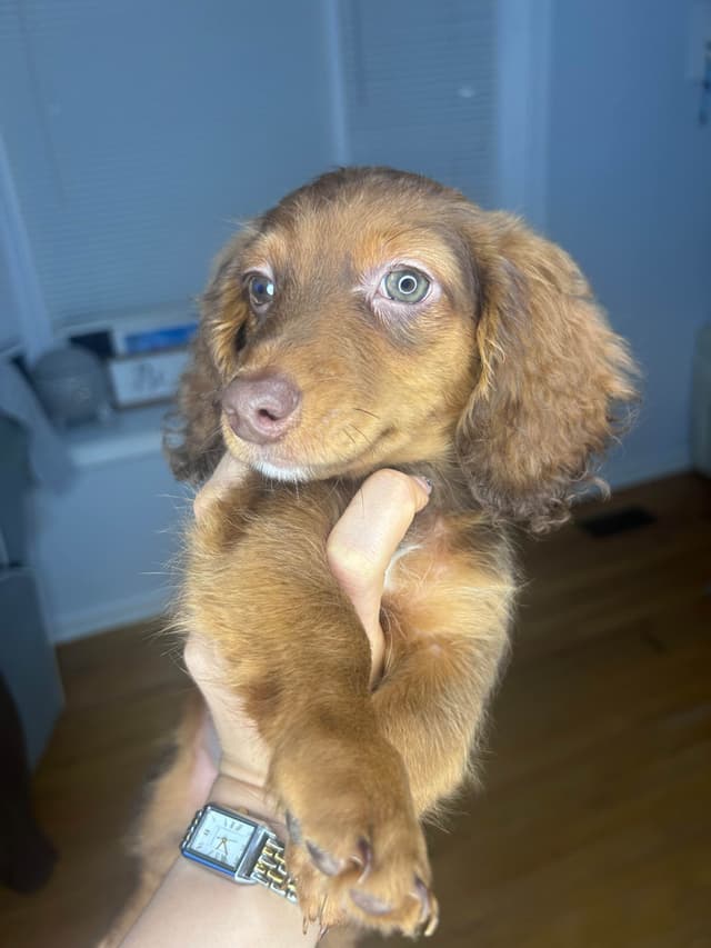 Dachshund Puppies media 8