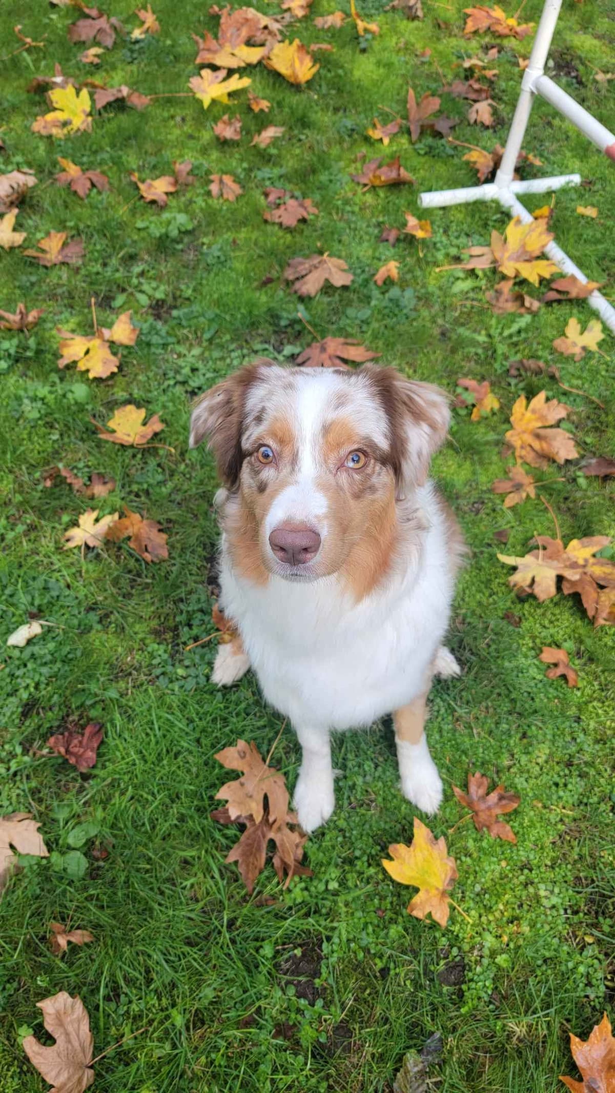 Typo and Pink's Aussie Puppies breeder image 1