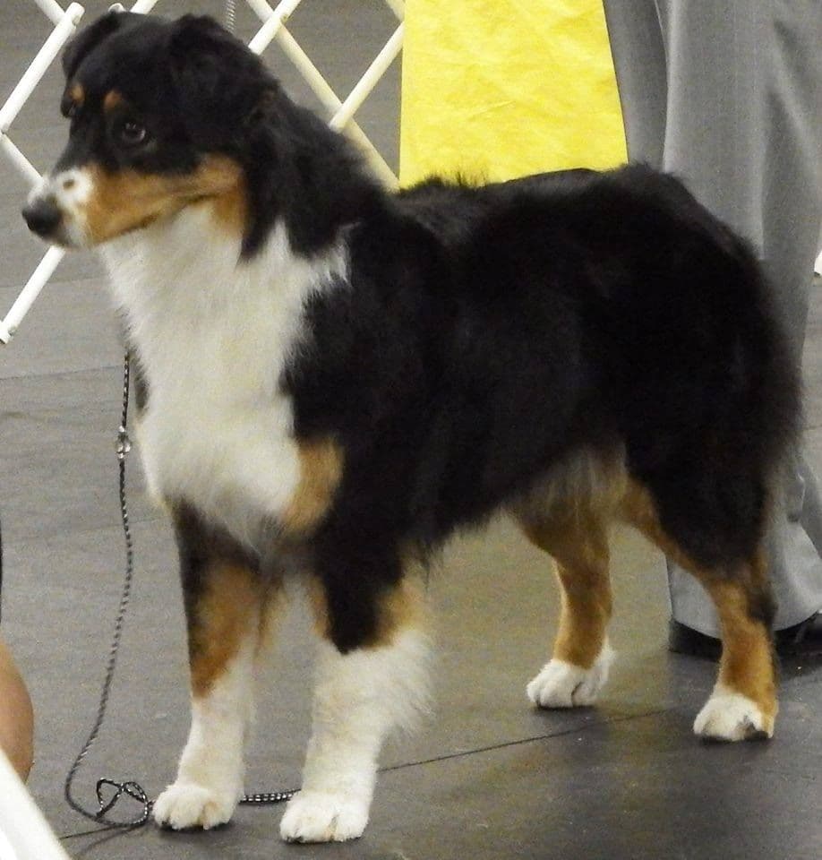 Typo and Pink's Aussie Puppies breeder image 3