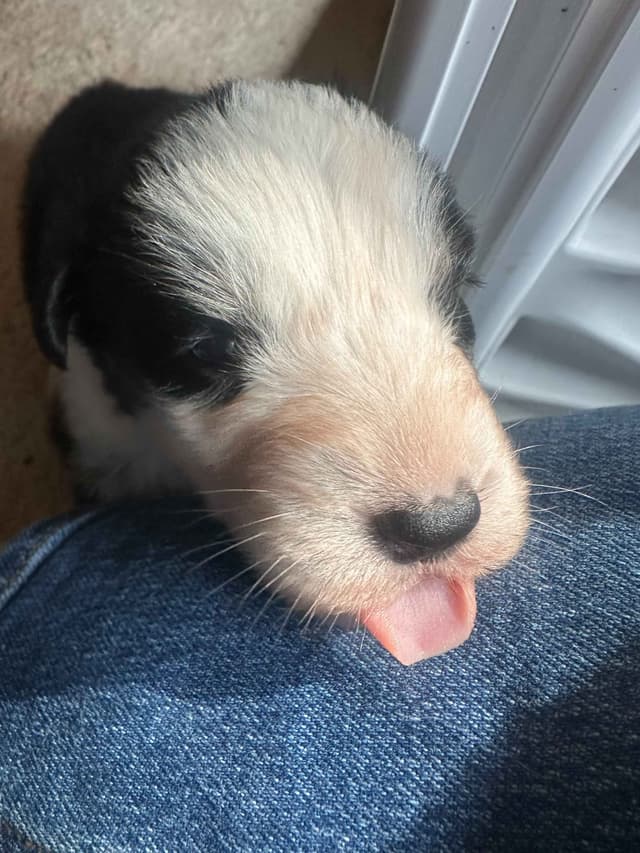 Typo and Pink's Aussie Puppies media 3