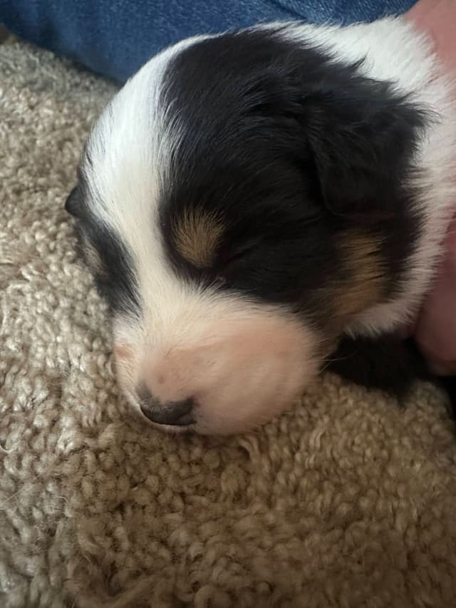 Typo and Pink's Aussie Puppies media 2