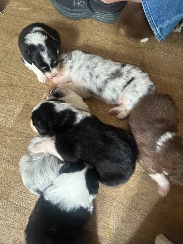 Typo and Pink's Aussie Puppies media 4