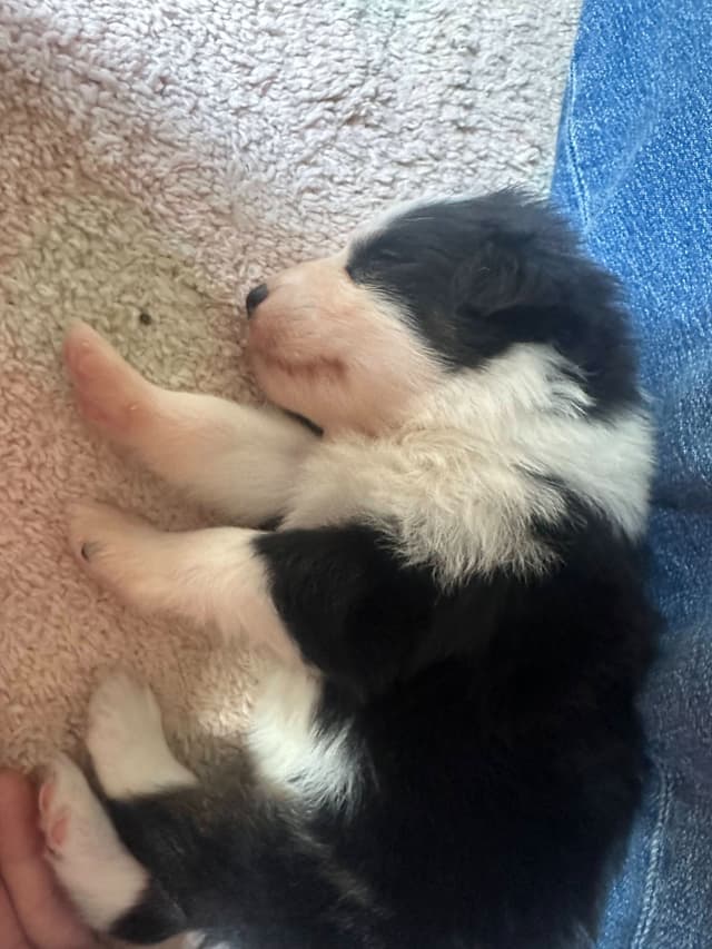 Typo and Pink's Aussie Puppies media 5