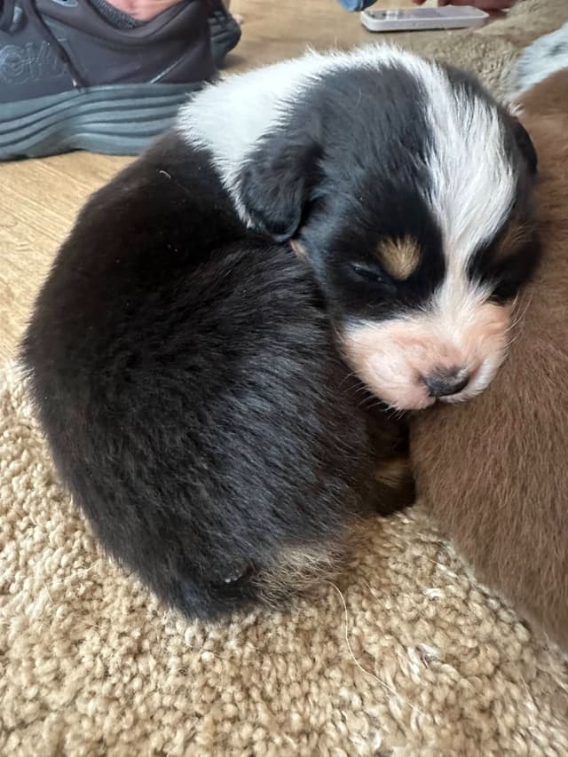 Typo and Pink's Aussie Puppies media 7