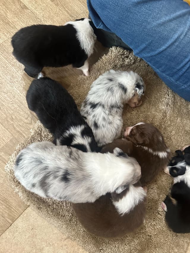 Typo and Pink's Aussie Puppies media 6