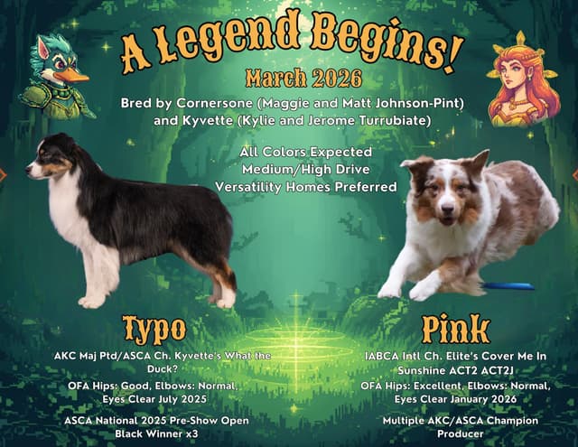 Typo and Pink's Aussie Puppies media 8