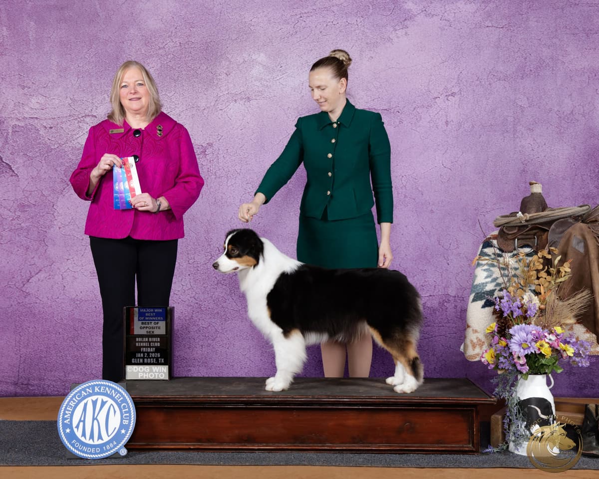 Typo and Pink's Aussie Puppies breeder image 4
