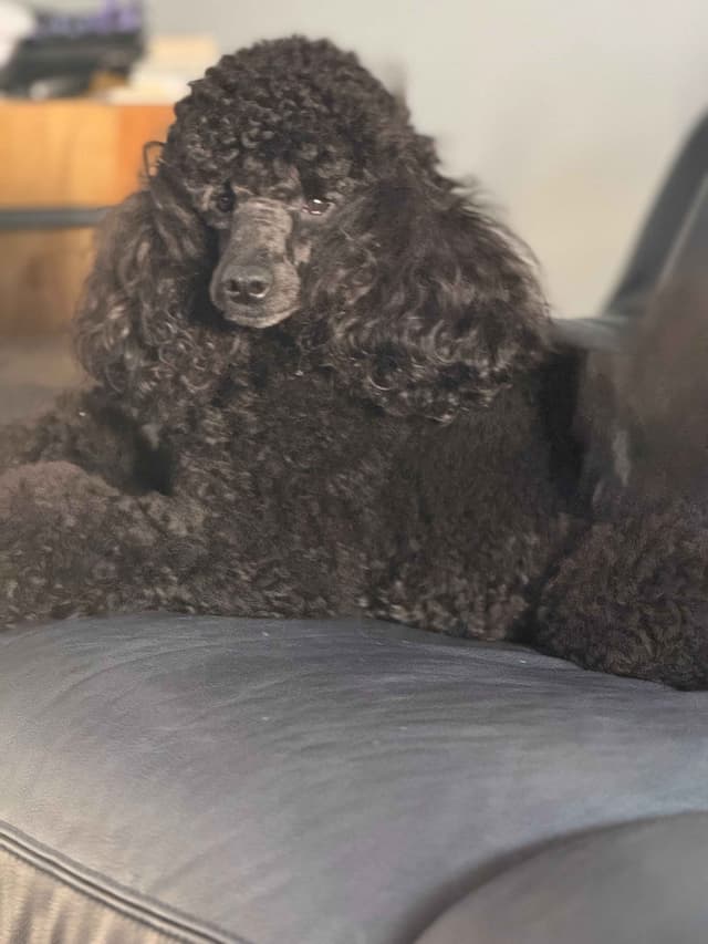 Dynasty's new litter of Mini Poodle Puppies media 2