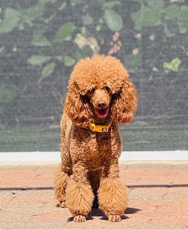 Dynasty's new litter of Mini Poodle Puppies media 3