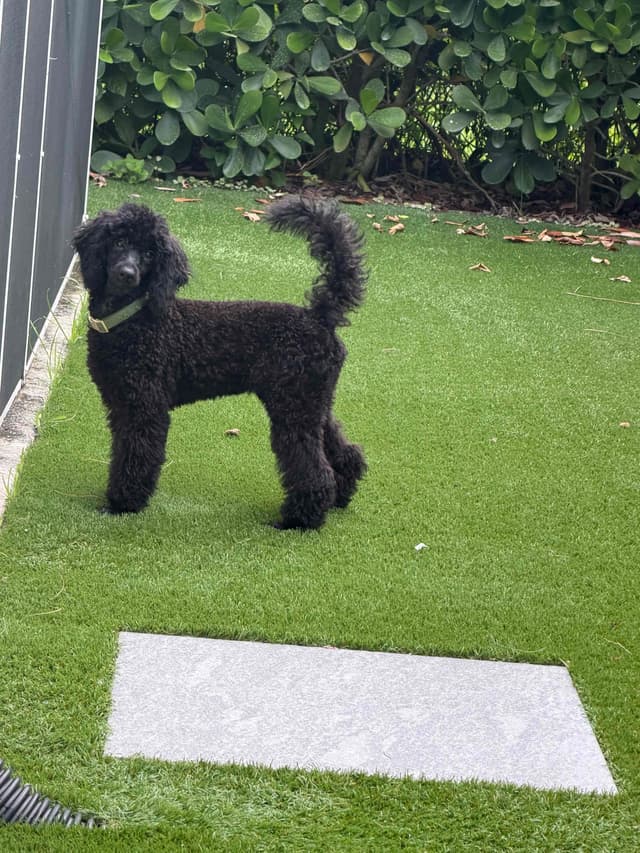Dynasty's new litter of Mini Poodle Puppies media 5