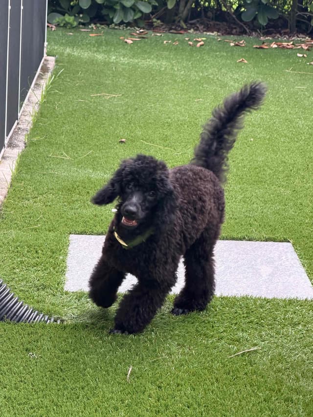 Dynasty's new litter of Mini Poodle Puppies media 8