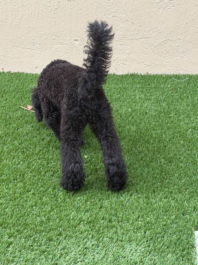 Dynasty's new litter of Mini Poodle Puppies media 9
