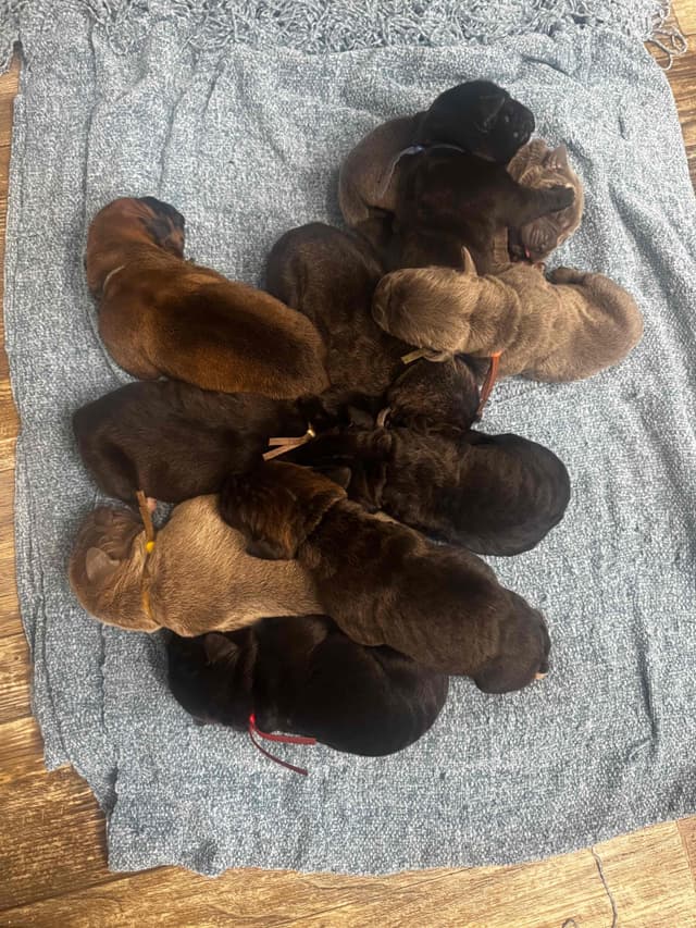 Cane Corso Puppies media 2