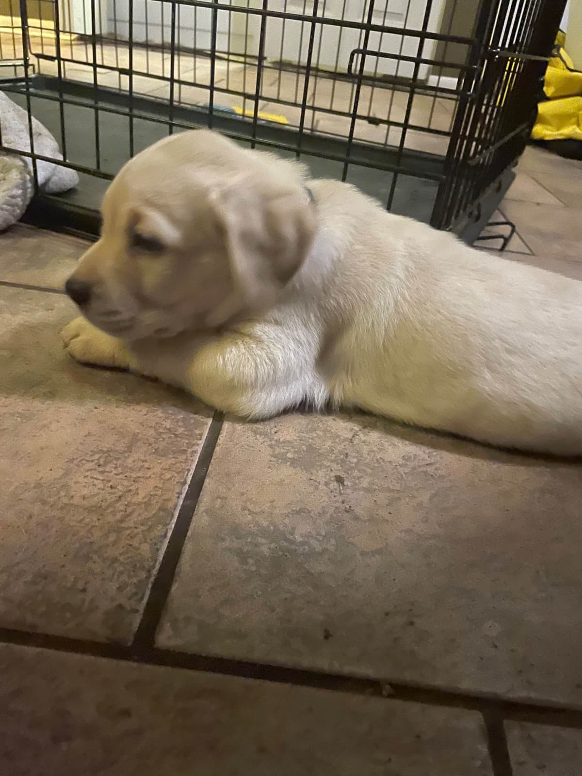 Gumpy’s Labrador Retriever Puppies breeder image 2