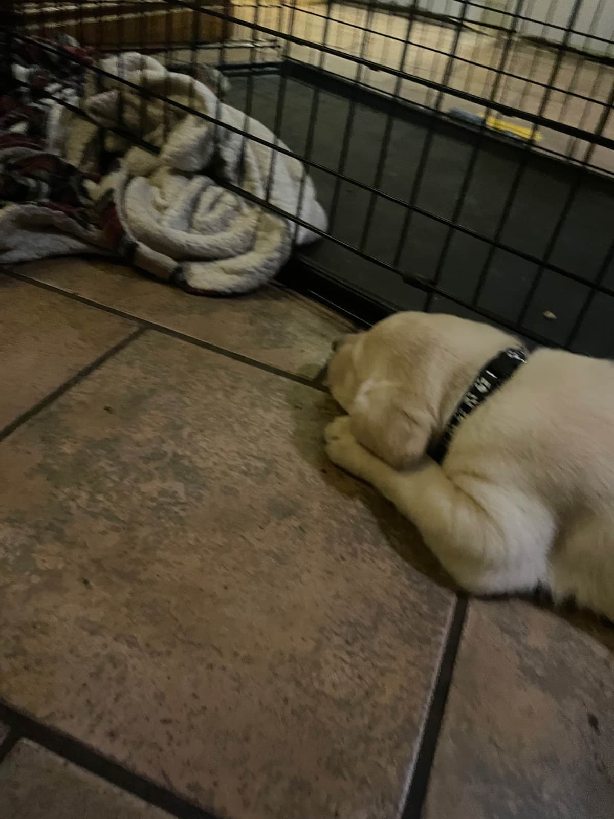 Gumpy’s Labrador Retriever Puppies breeder image 1
