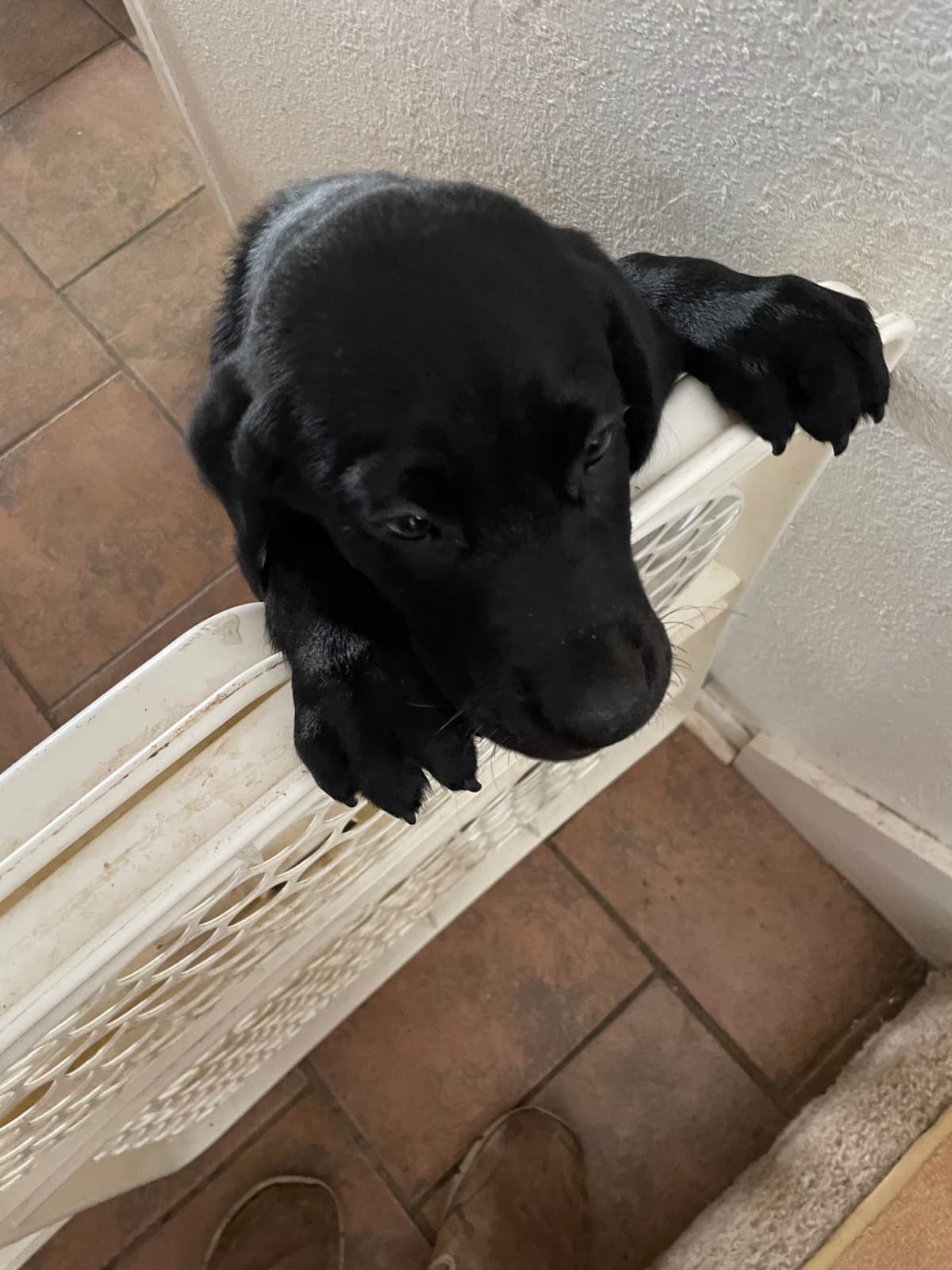 Gumpy’s Labrador Retriever Puppies breeder image 3