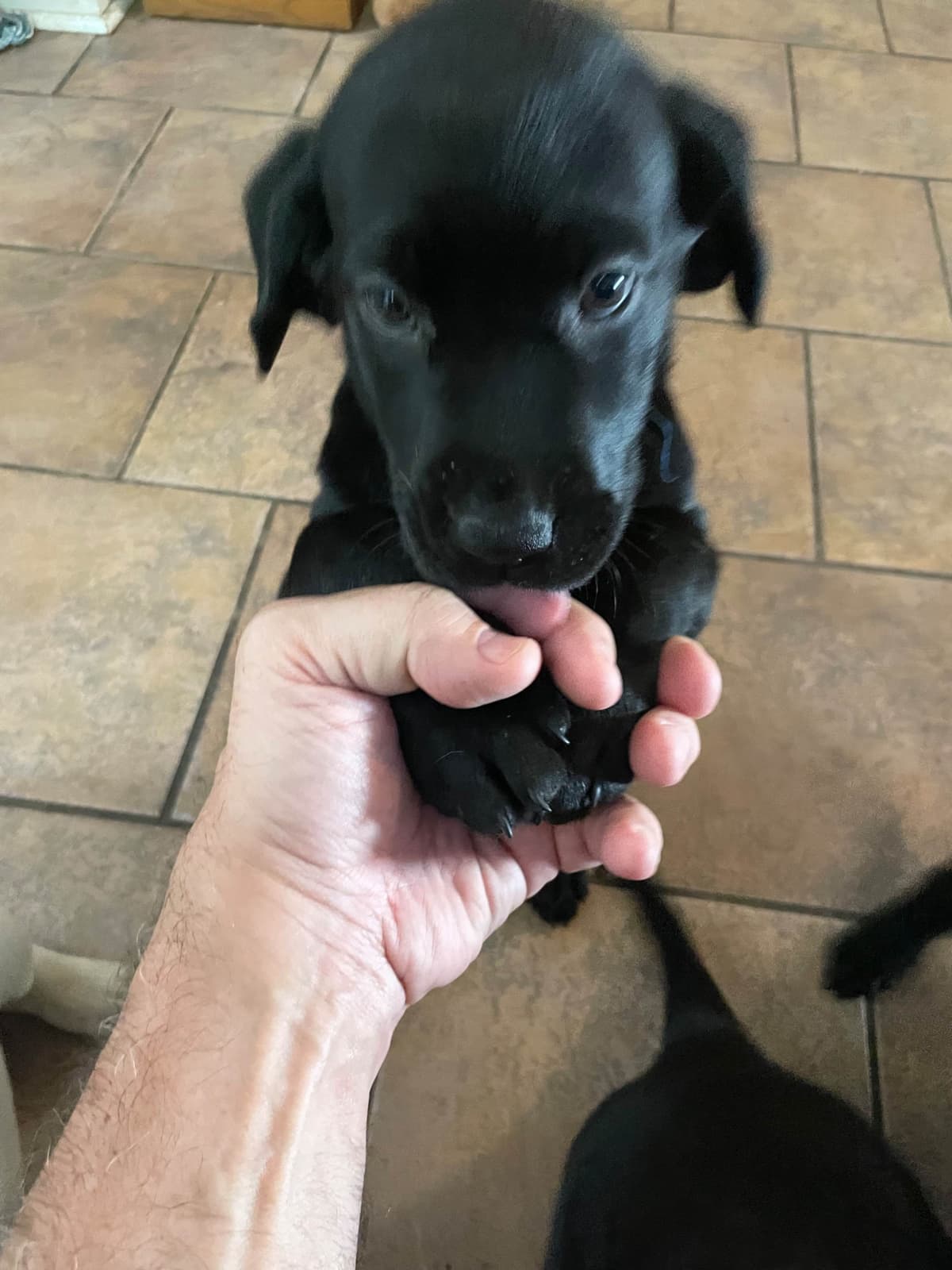 Gumpy’s Labrador Retriever Puppies breeder image 4