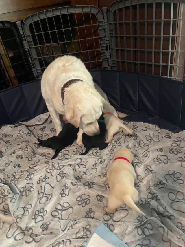 Gumpy’s Labrador Retriever Puppies media 2