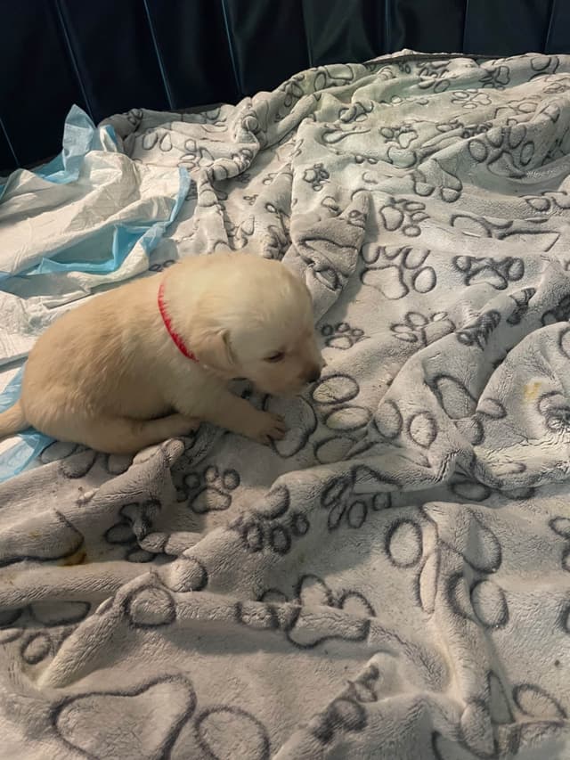 Gumpy’s Labrador Retriever Puppies media 6