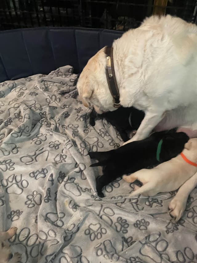 Gumpy’s Labrador Retriever Puppies media 5