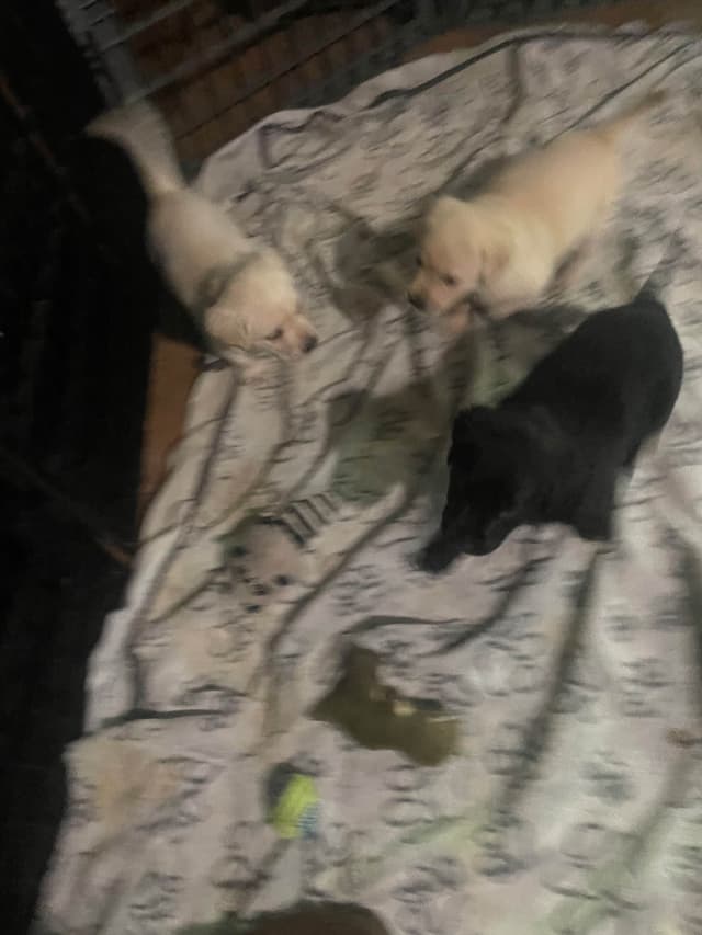 Gumpy’s Labrador Retriever Puppies media 8