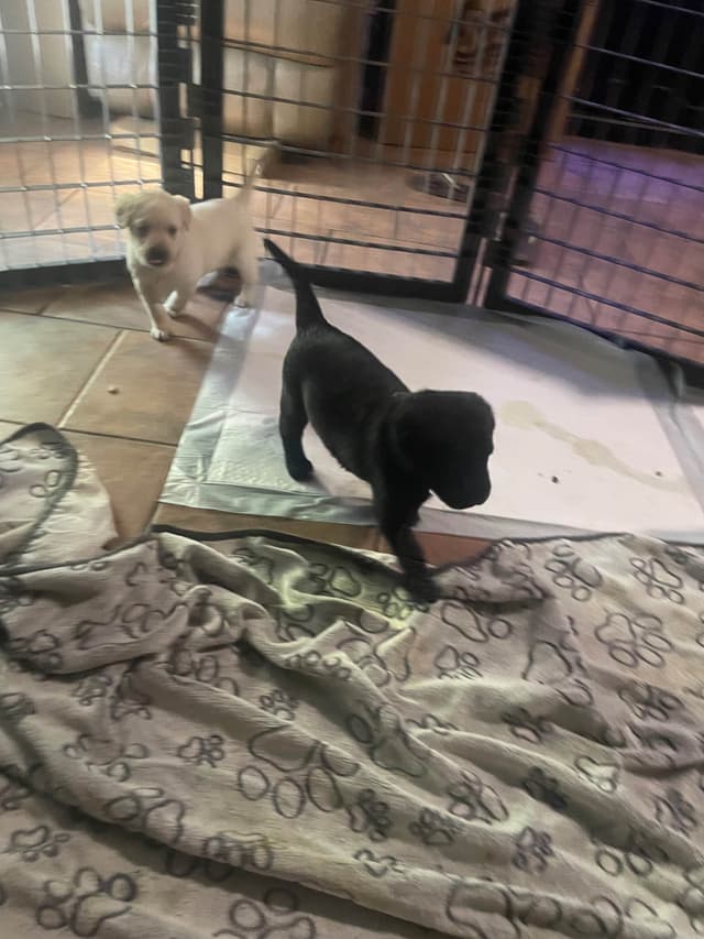 Gumpy’s Labrador Retriever Puppies media 11